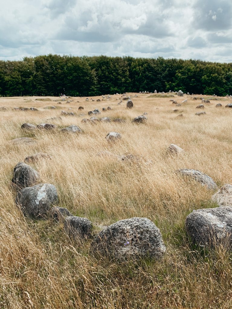 Lindholm Høje Viking burial site. Large rocks in gold grass.