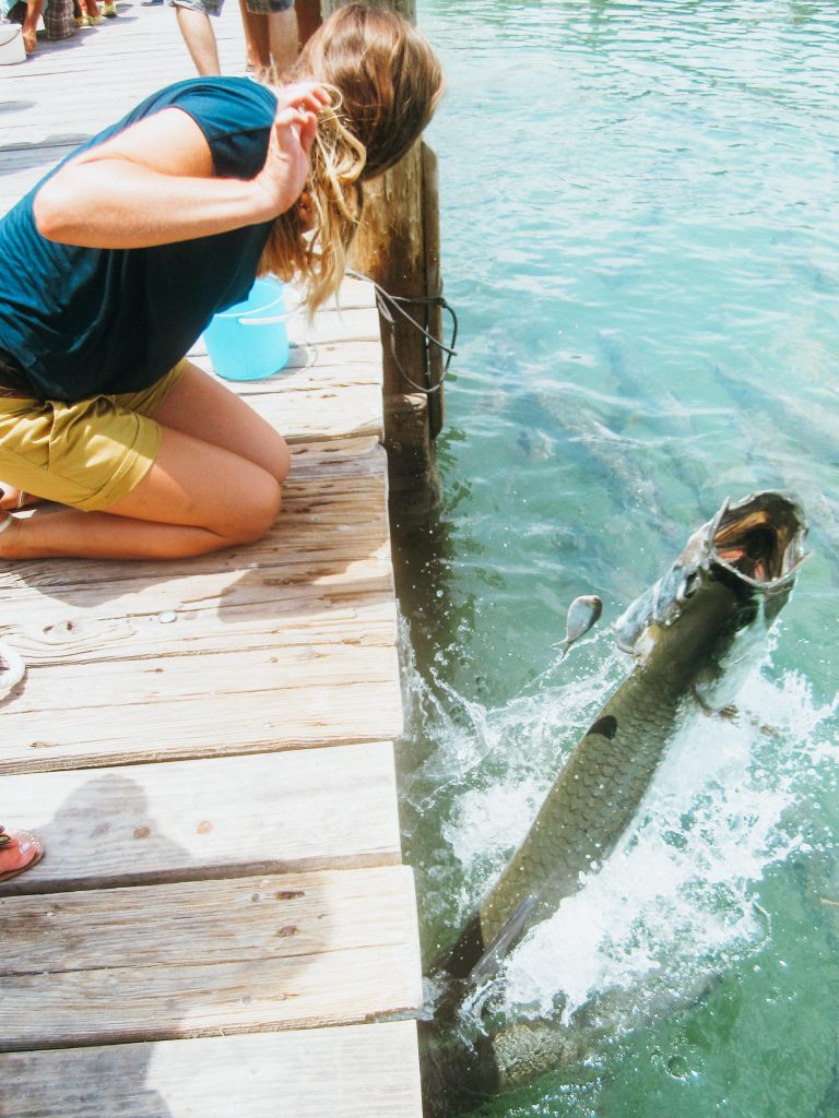 Woman kneeling on pier feeding a tarpon jumping out of the water
