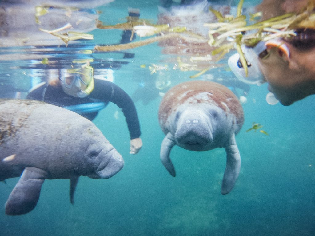 2 people snorkeling with manatees underwater on a florida roadtrip
