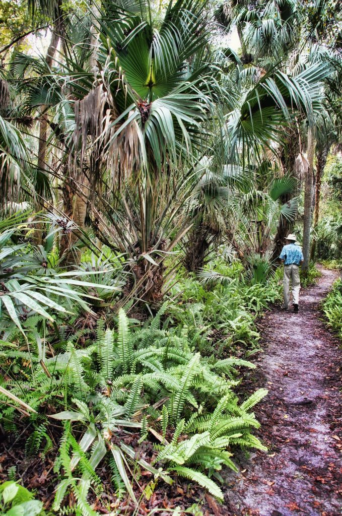 Lush palm trees and jungle plants with a path to walk on