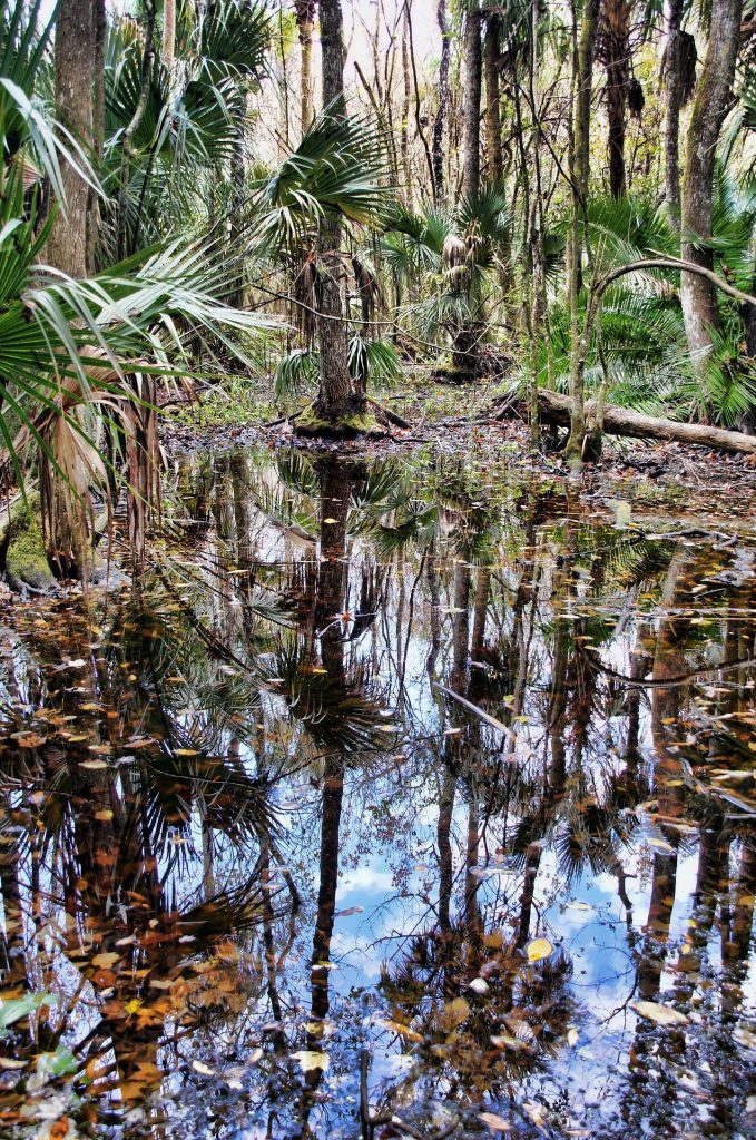 Palm trees hang over a swamp