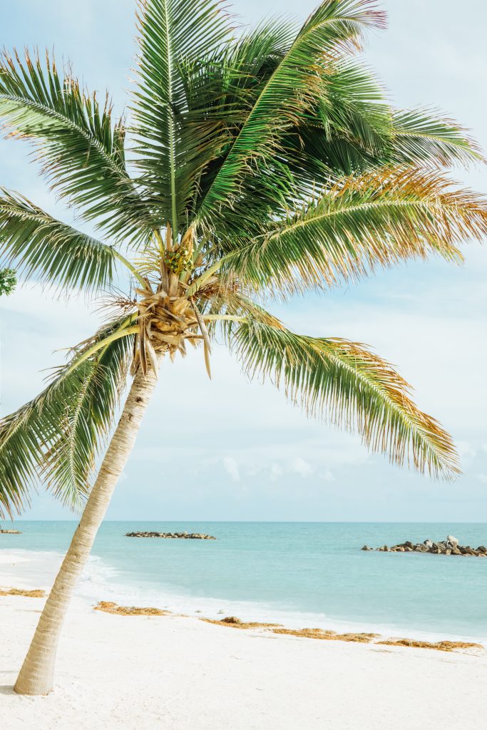 Palm tree and white sand in Key West florida. A great place to relax on a florida roadtrip with kids.