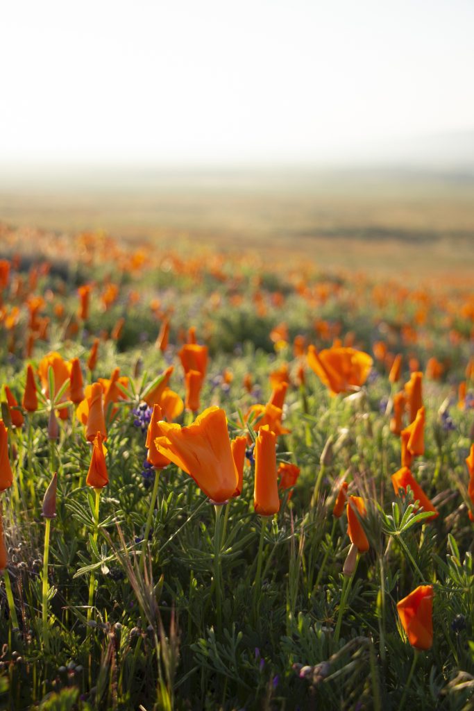 Orange California poppies at Antelope Valley Poppy Reserve