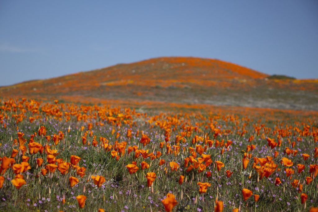 Beautiful poppy field in California