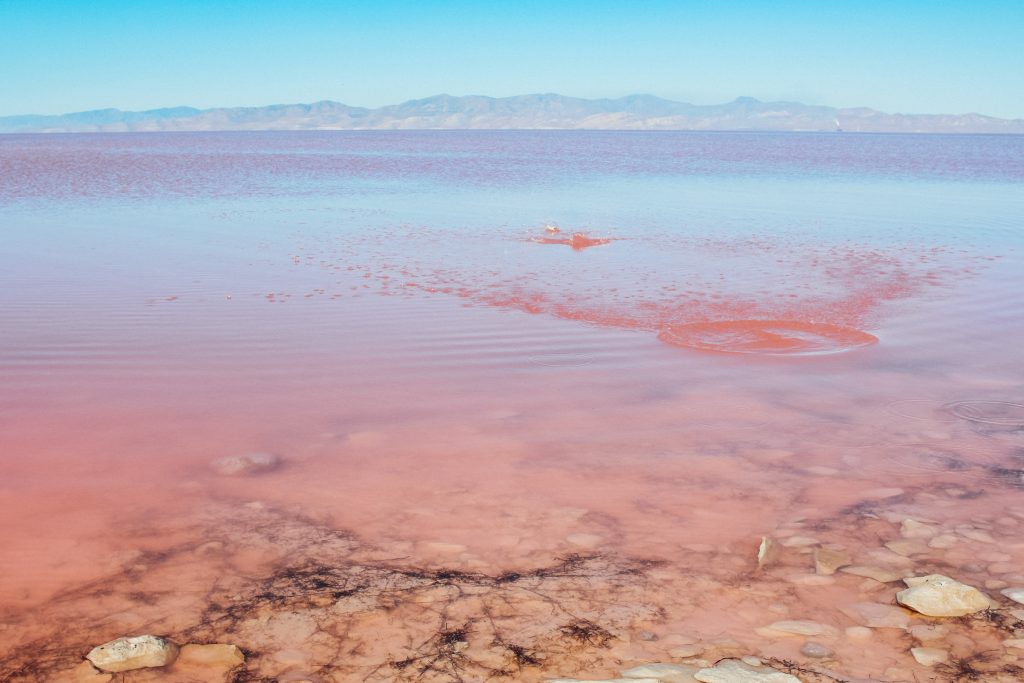 Utah's pink lake