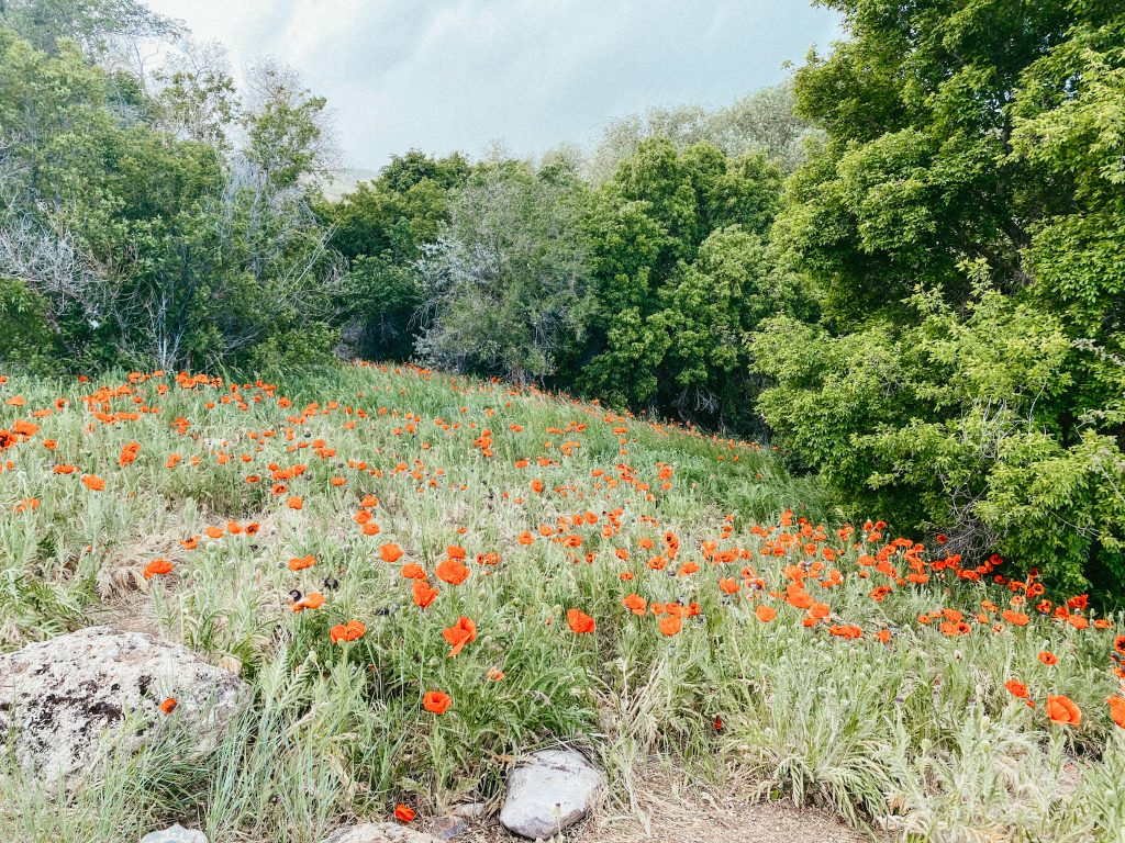 Orange poppies in field