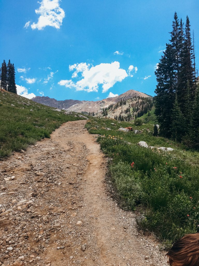 Trail with wildflowers at Albion Basin in Utah mountains