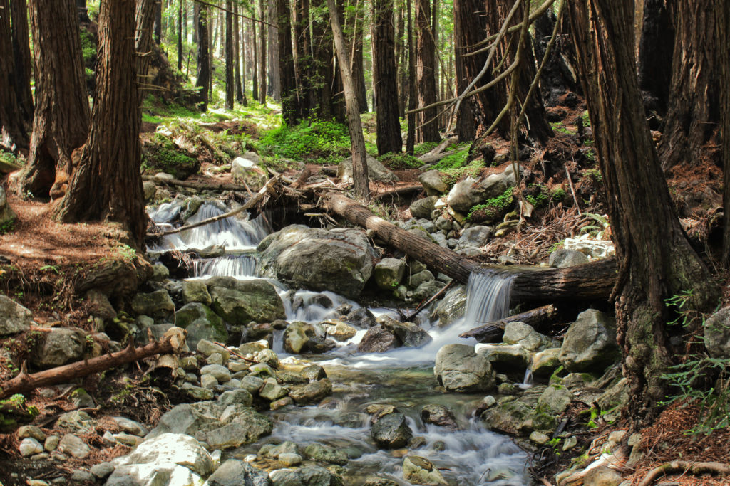 River flowing among green grass and trees at Limekiln California State Park