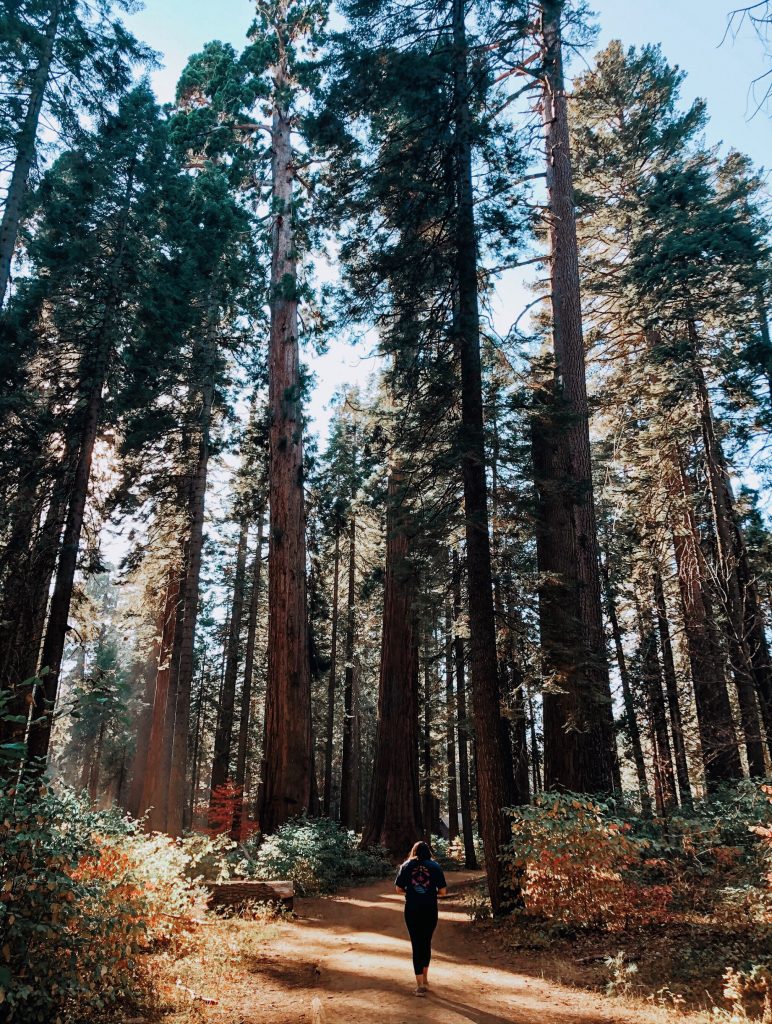 Woman walking on trail among big trees in California at Calaveras Big Trees California State Park