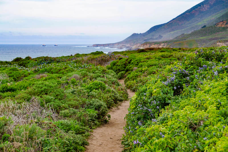 Hiking trail among bushes and flowers along California coast at Garrapata California State park