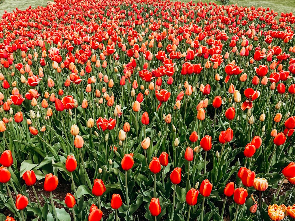 Field of red tulips