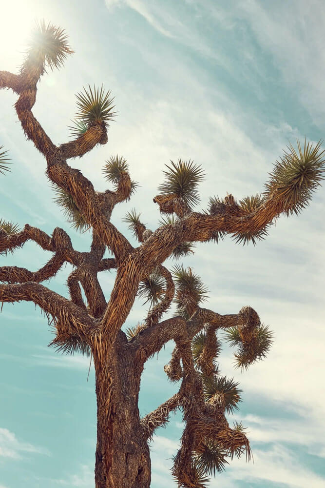 Looking up the trunk of a spiky Joshua Tree