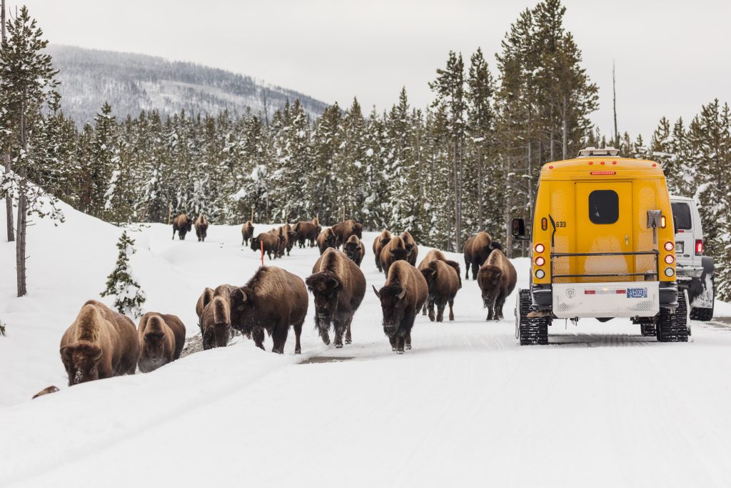 Herd of bison walk down snowy road by yellow van driving by