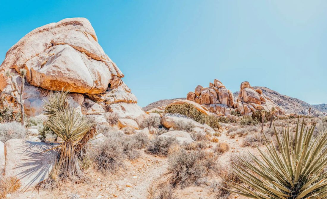 The Ultimate Guide to Joshua Tree with Kids: Things to do + Top Tips ...