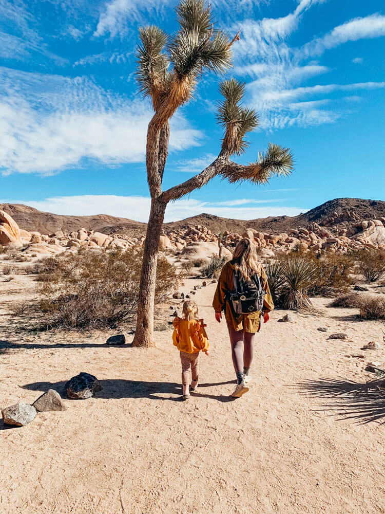 Mother and young child walk underneath a tall poky Joshua Tree on a trail in the desert
