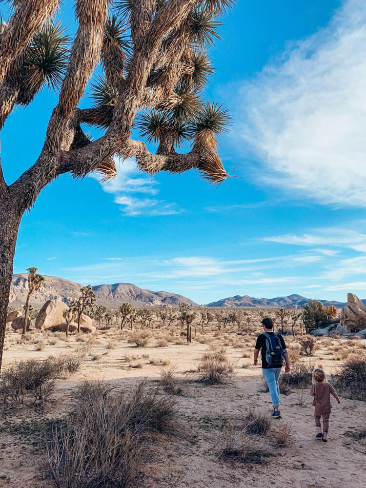 Man and small child walk on a trail underneath a large Joshua Tree