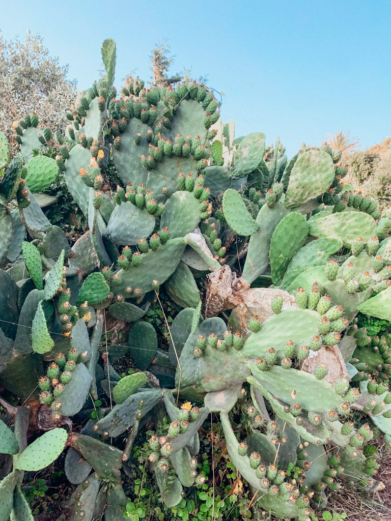 Green cactus leaves with blue sky in the background on a trip to Gozo with kids