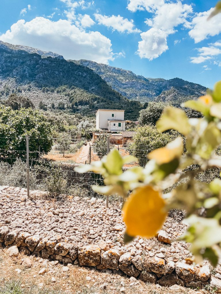 Close up of lemon tree with mountains in the distance