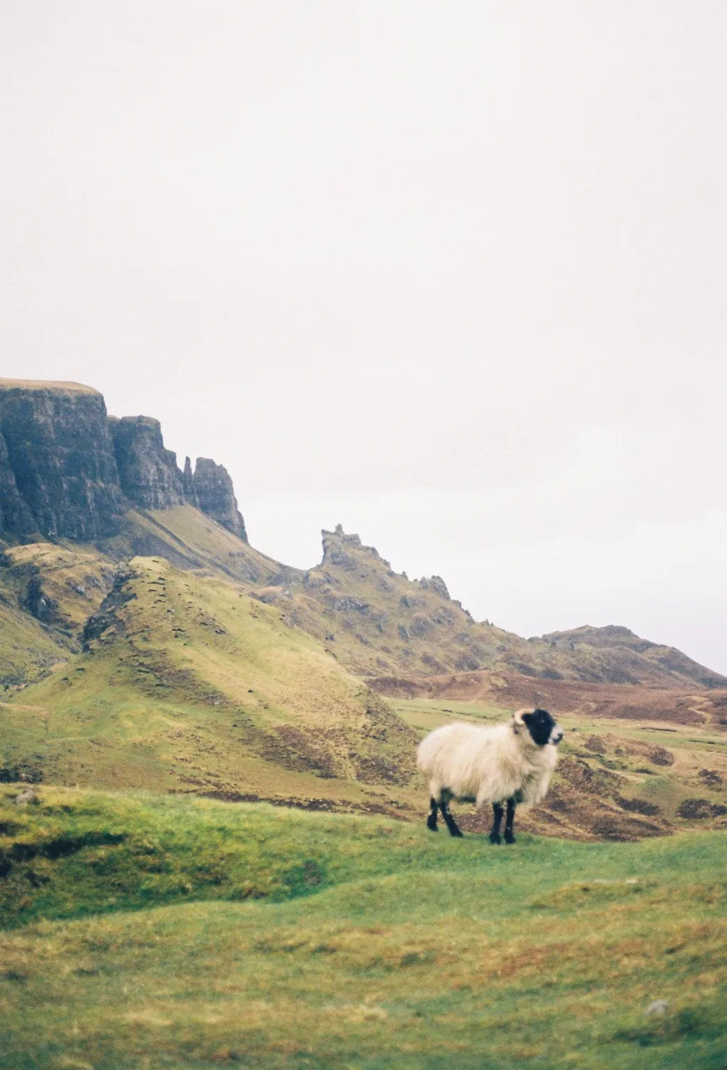 White sheep with horns stands on green hill with large cliffs and green mountains in the background on the Isle of Skye in April