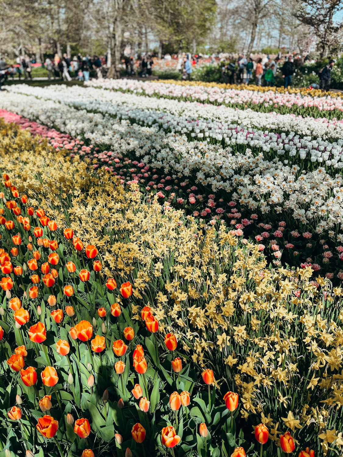 Rows of colorful flowers in bloom at Keukenhof Gardens