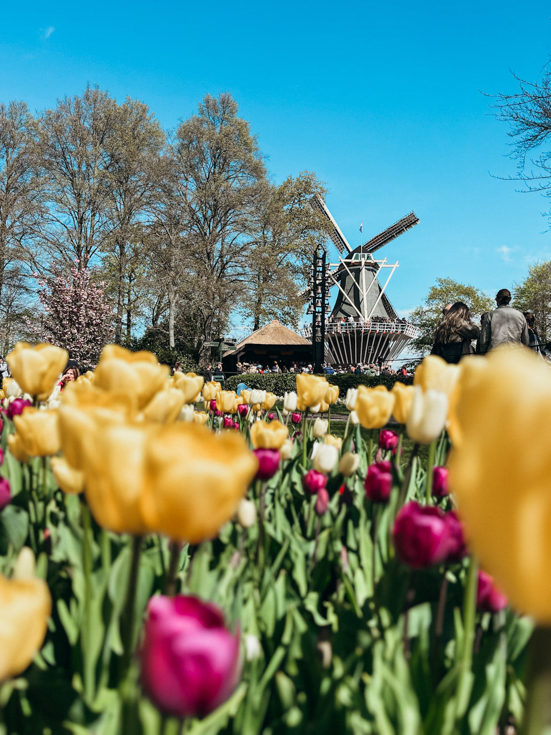 Close up of yellow, purple and white tulips with a Dutch windmill in the background