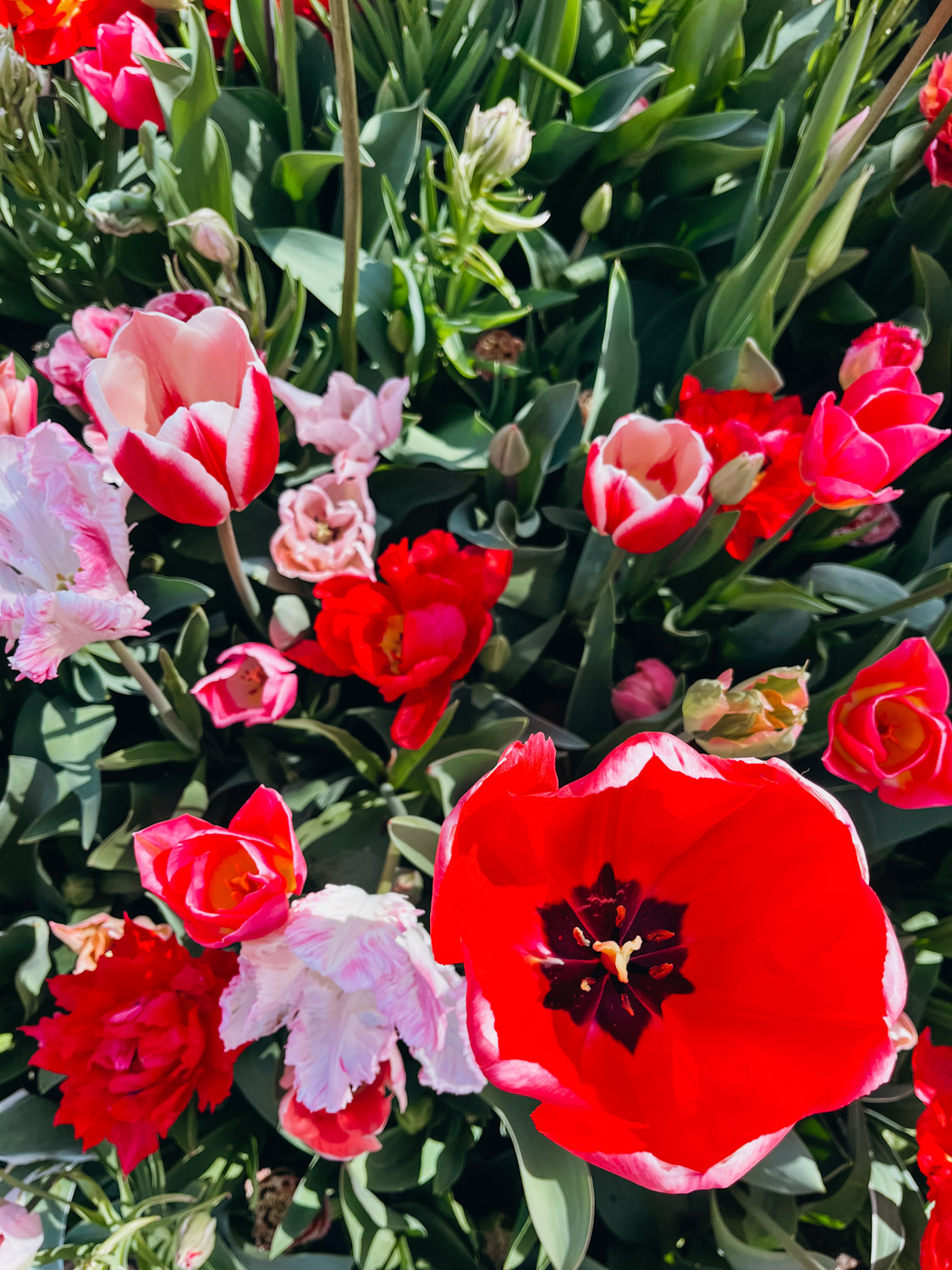 Close up photo of pink, red and white flowers