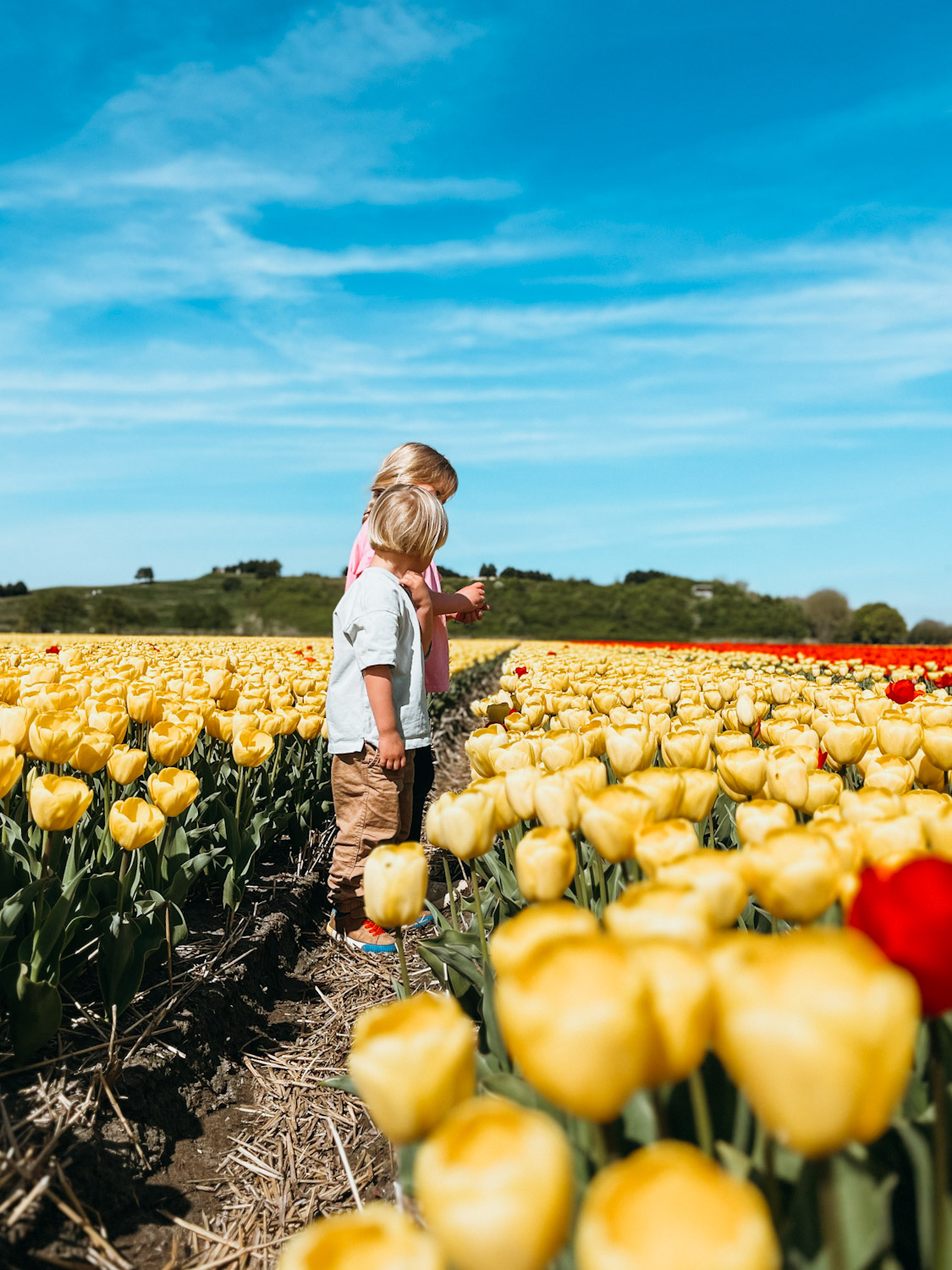 Two children stand in row of yellow & red tulips in Holland