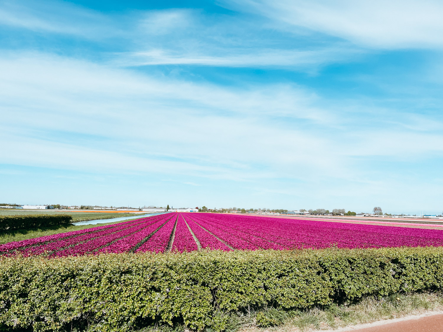 Rows of purple flowers in bloom in Lisse