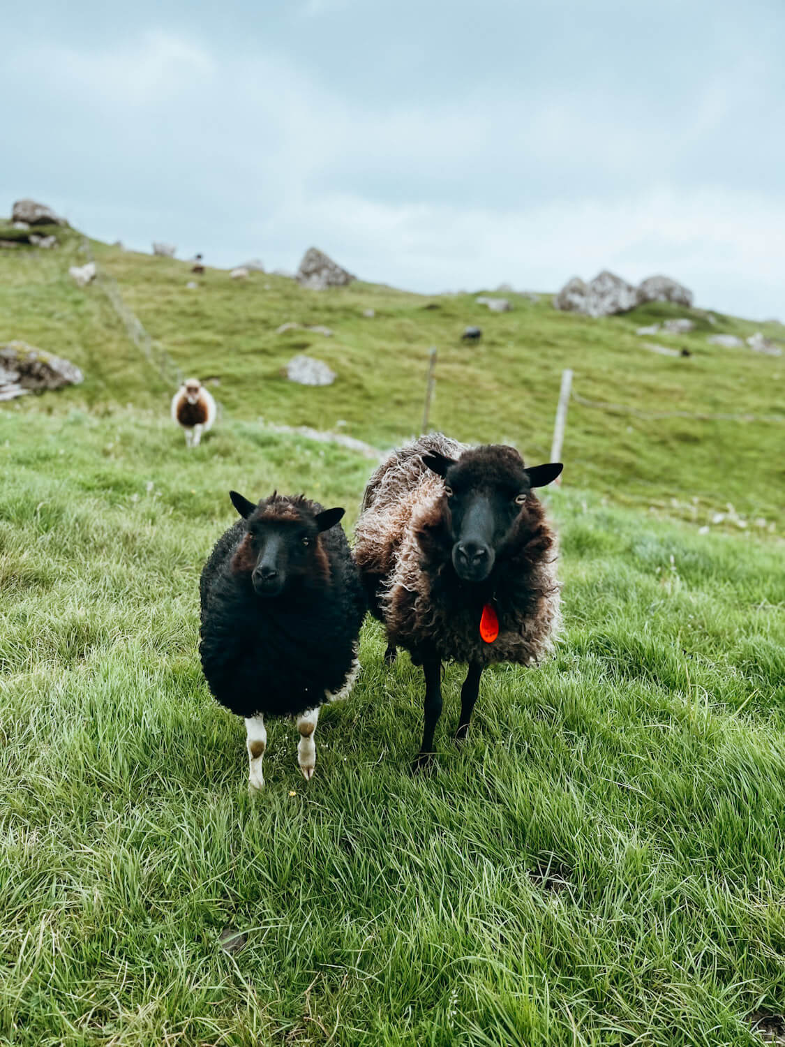 Two black and brown sheep look at the camera with grass and rocks behind them