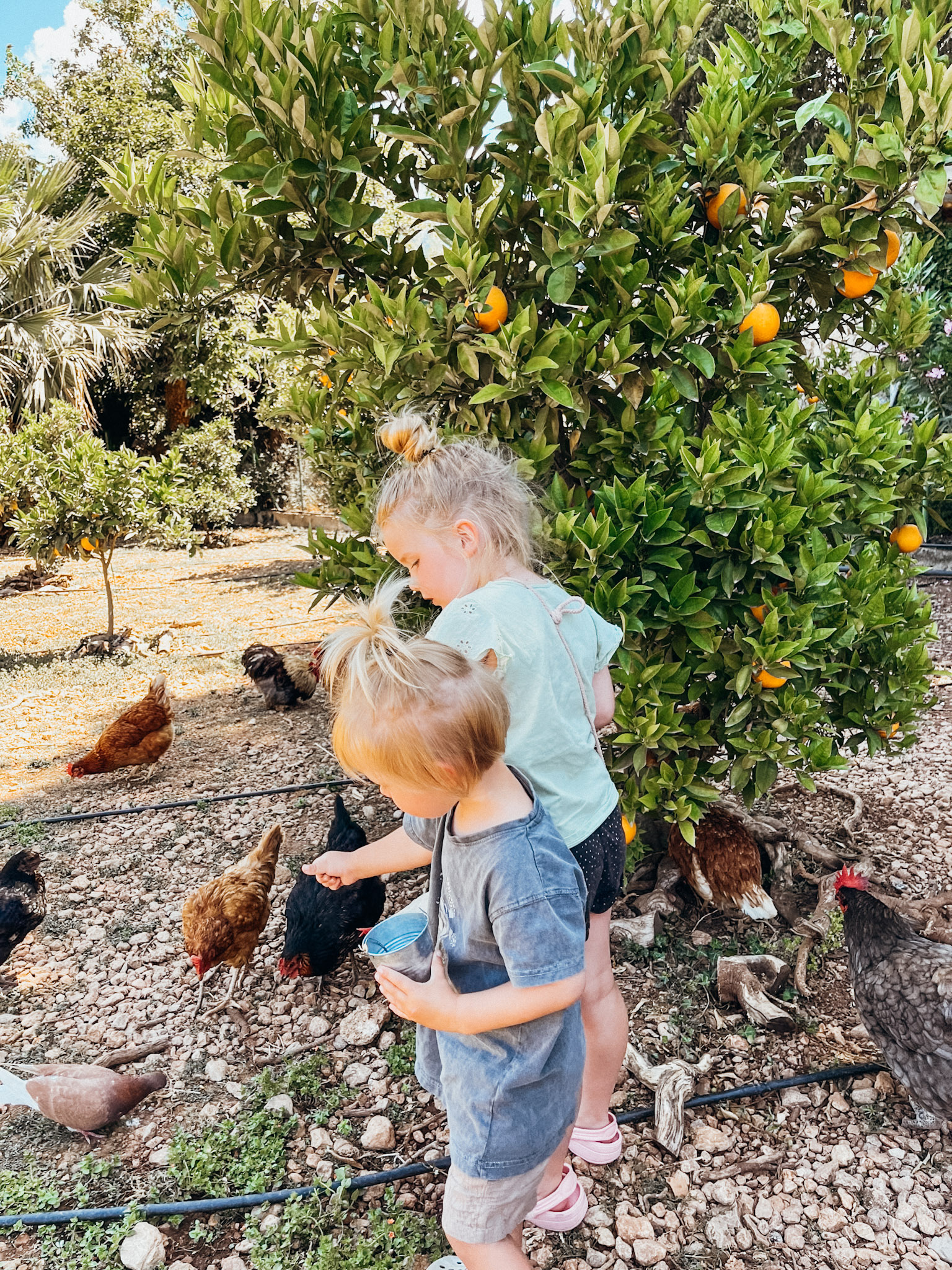 Two children feeding chickens next to orange trees at Ecovinyassa in Majorca