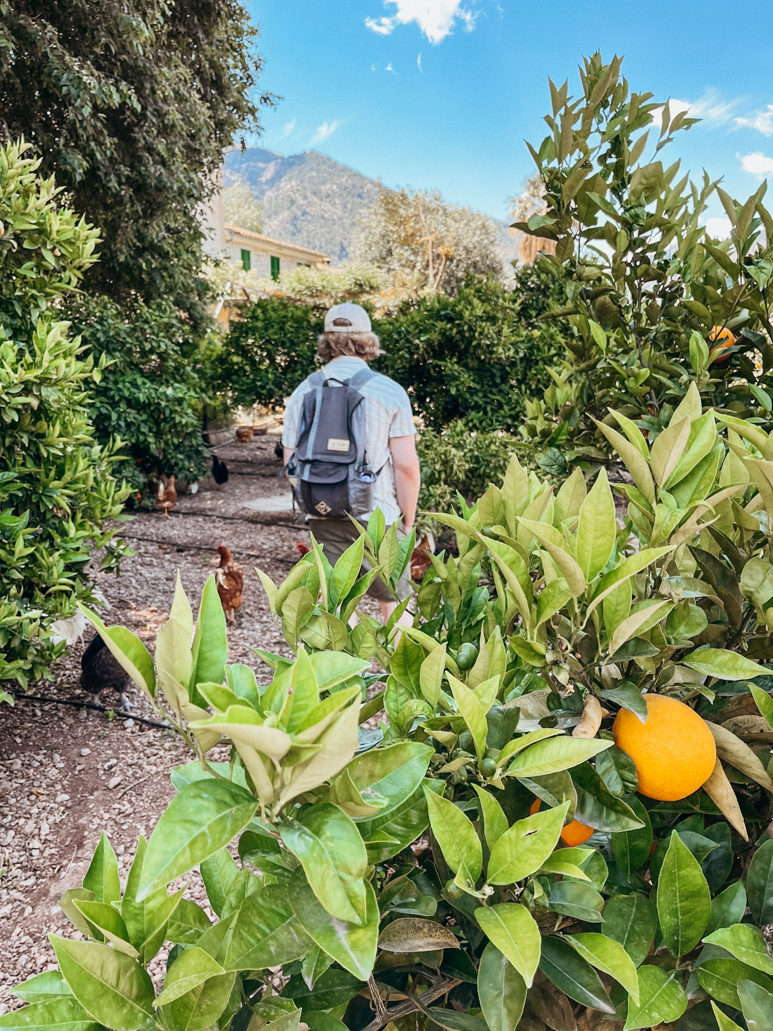 Close up of orange on a tree with a man and chicken in the background at Ecovinyassa in Soller
