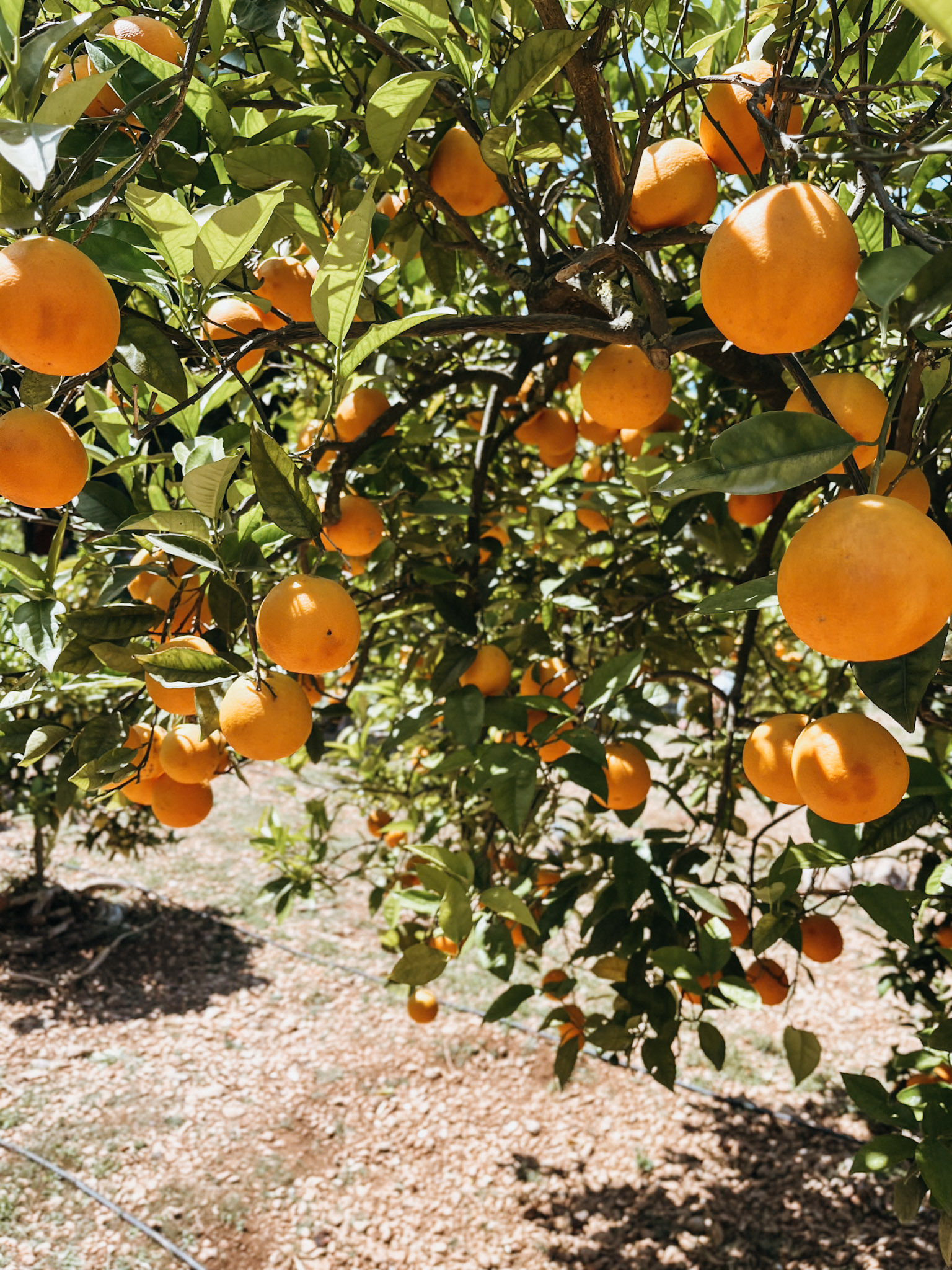 Close up image of oranges on a tree in Sóller Mallorca at Ecovinyassa Citrus Farm