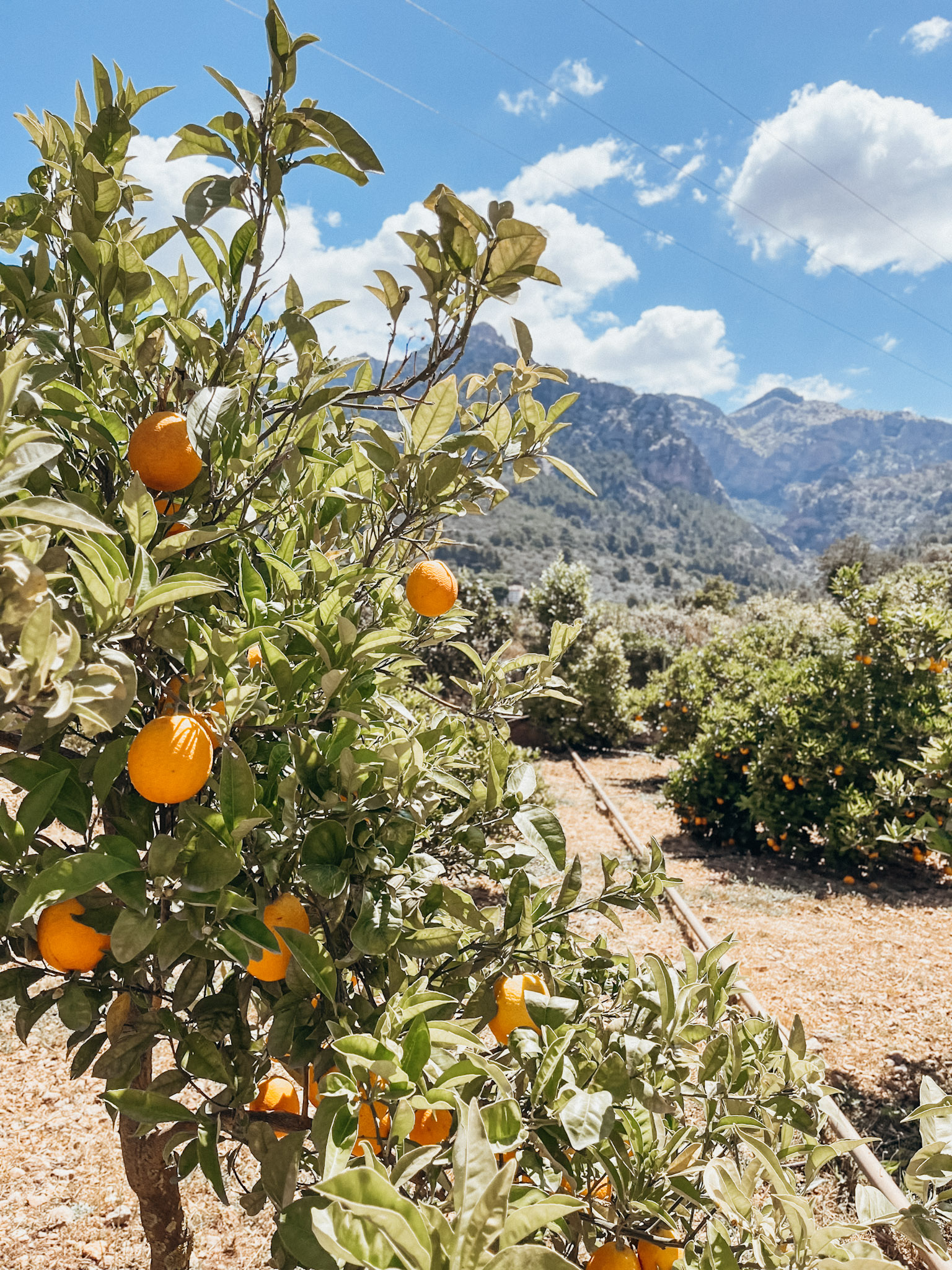 Close up image of oranges on a tree in Sóller Mallorca at Ecovinyassa Citrus Farm with mountains in the background