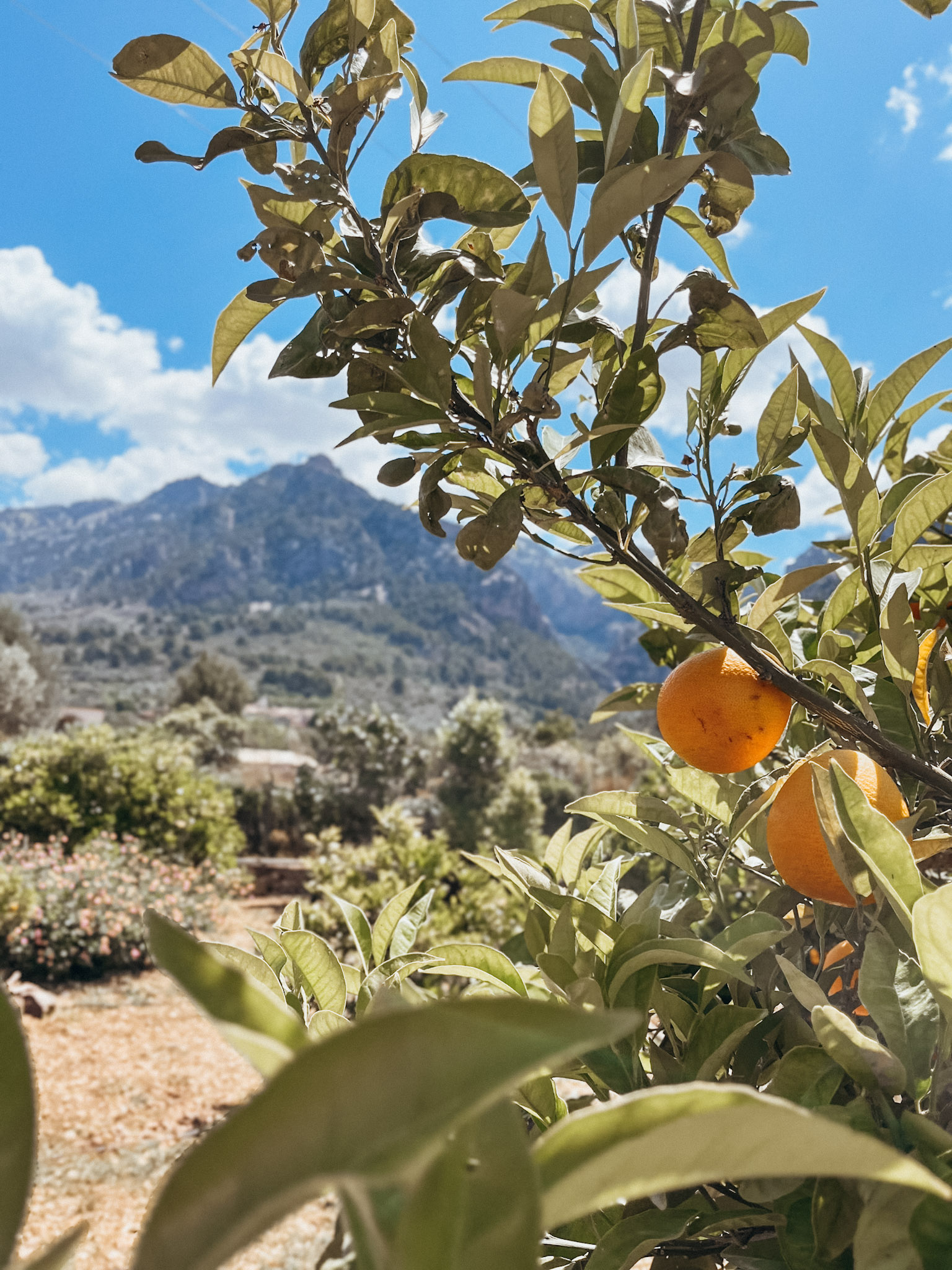 Close up image of oranges on a tree in Sóller Mallorca at Ecovinyassa Citrus Farm with mountains in the background