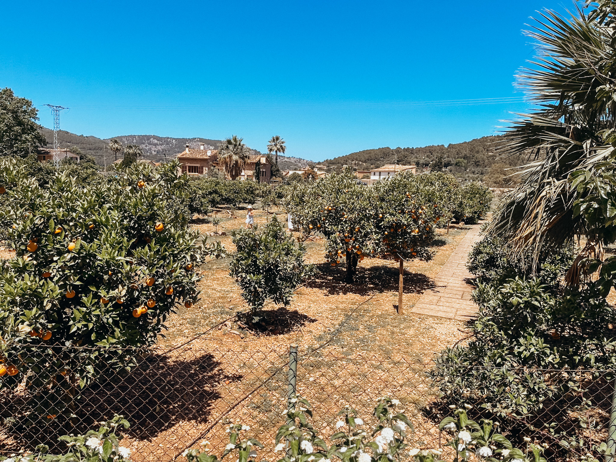 Orange trees growing with old Spanish villas in the background at Ecovinyassa in Soller