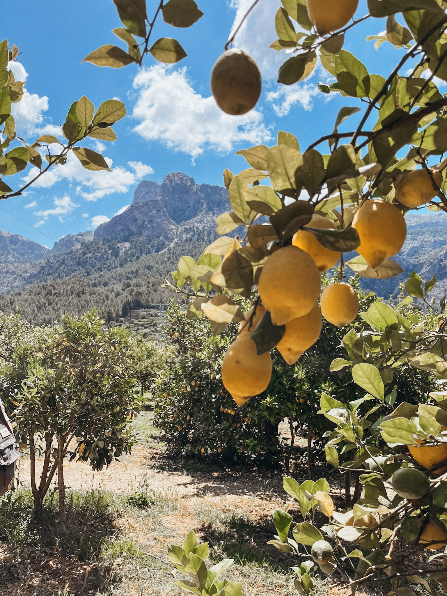 Close up image of lemons on a tree in Sóller Mallorca at Ecovinyassa Citrus Farm