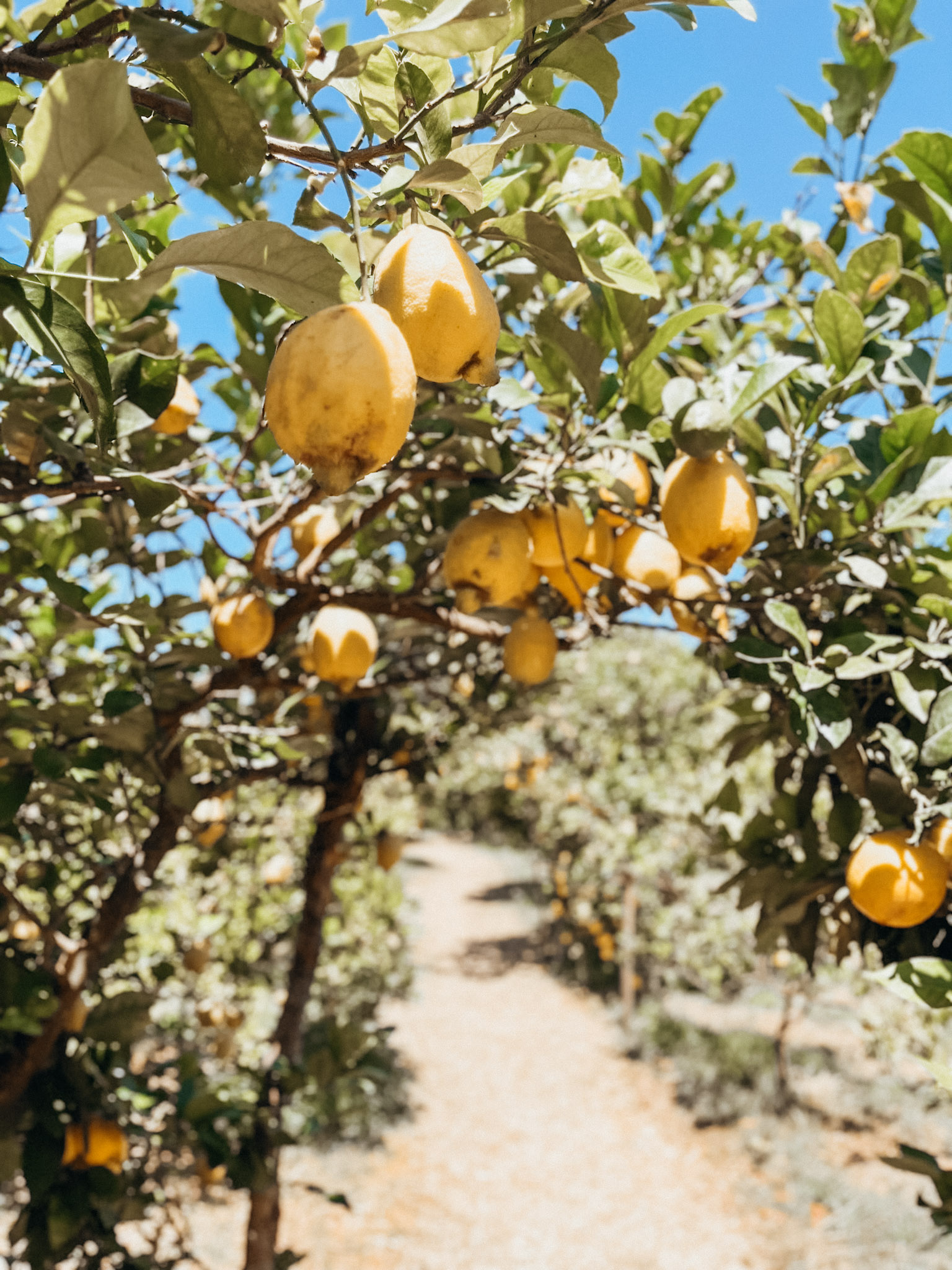Close up image of lemons on a tree in Sóller Mallorca at Ecovinyassa Citrus Farm