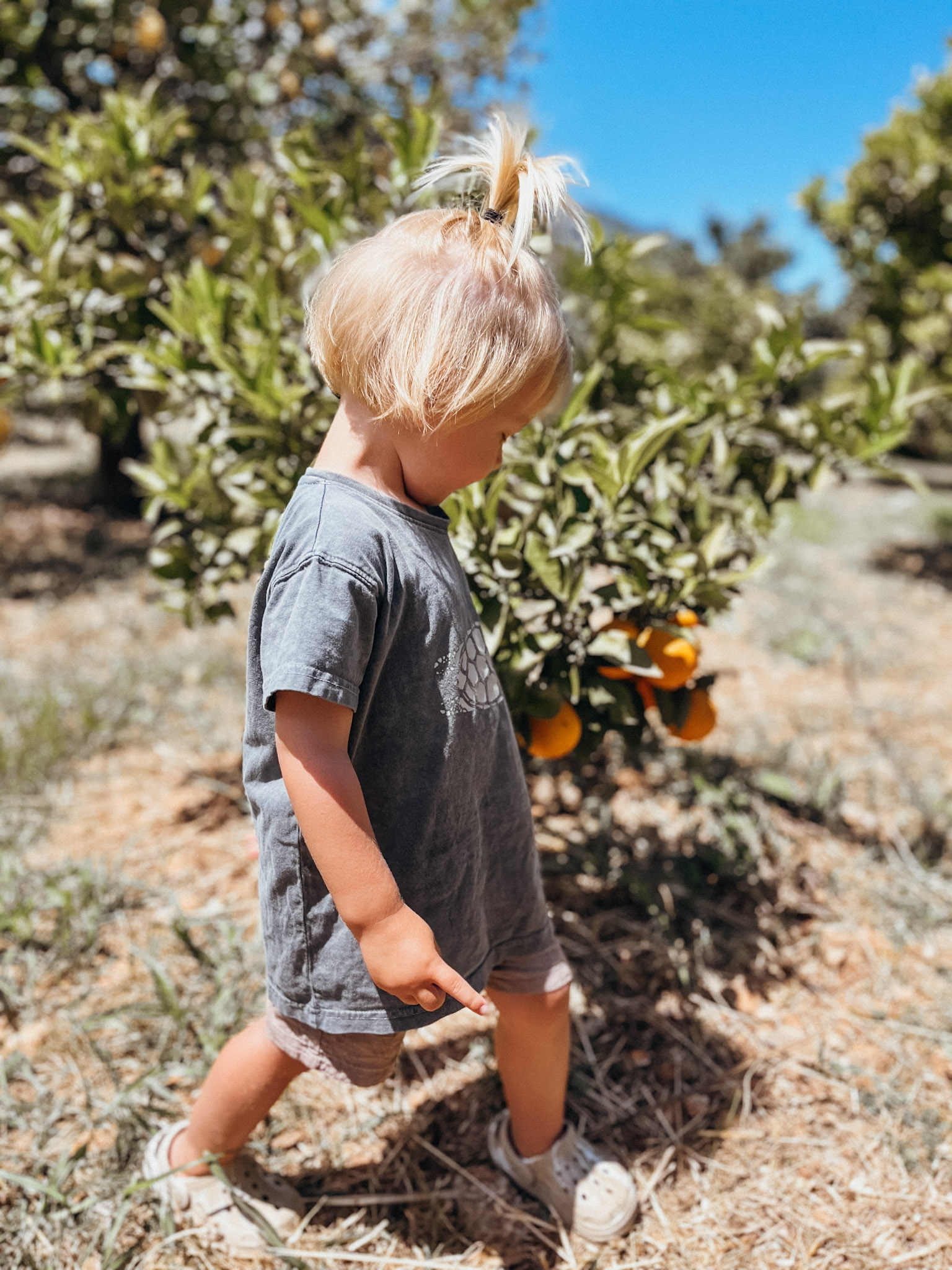 Young child walks past a small orange tree at Ecovinyassa