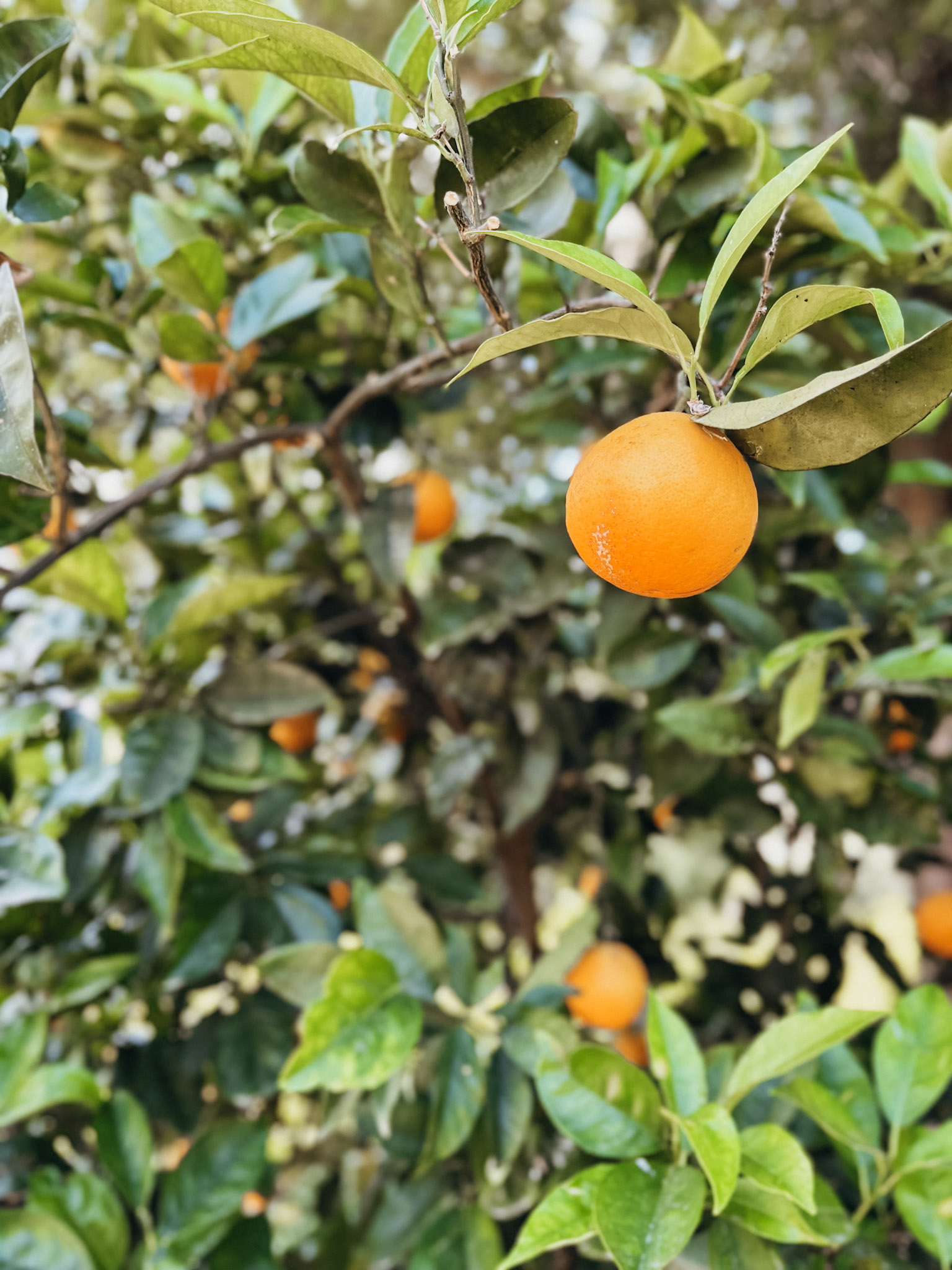 Close up image of oranges on a tree in Sóller Mallorca at Ecovinyassa orange farm