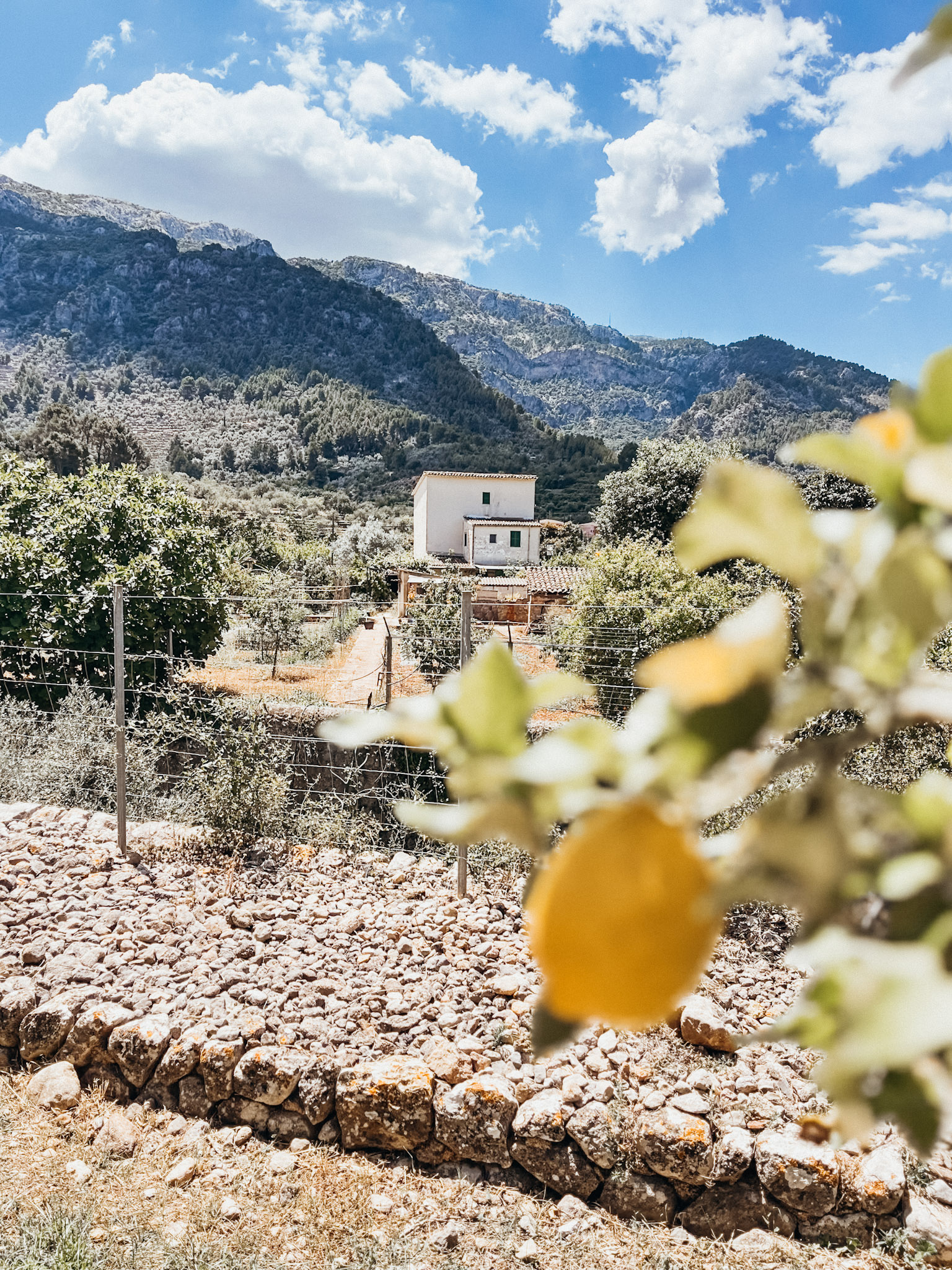 Close up image of a lemon on a tree in Sóller Mallorca at Ecovinyassa Citrus Farm with mountains in the background