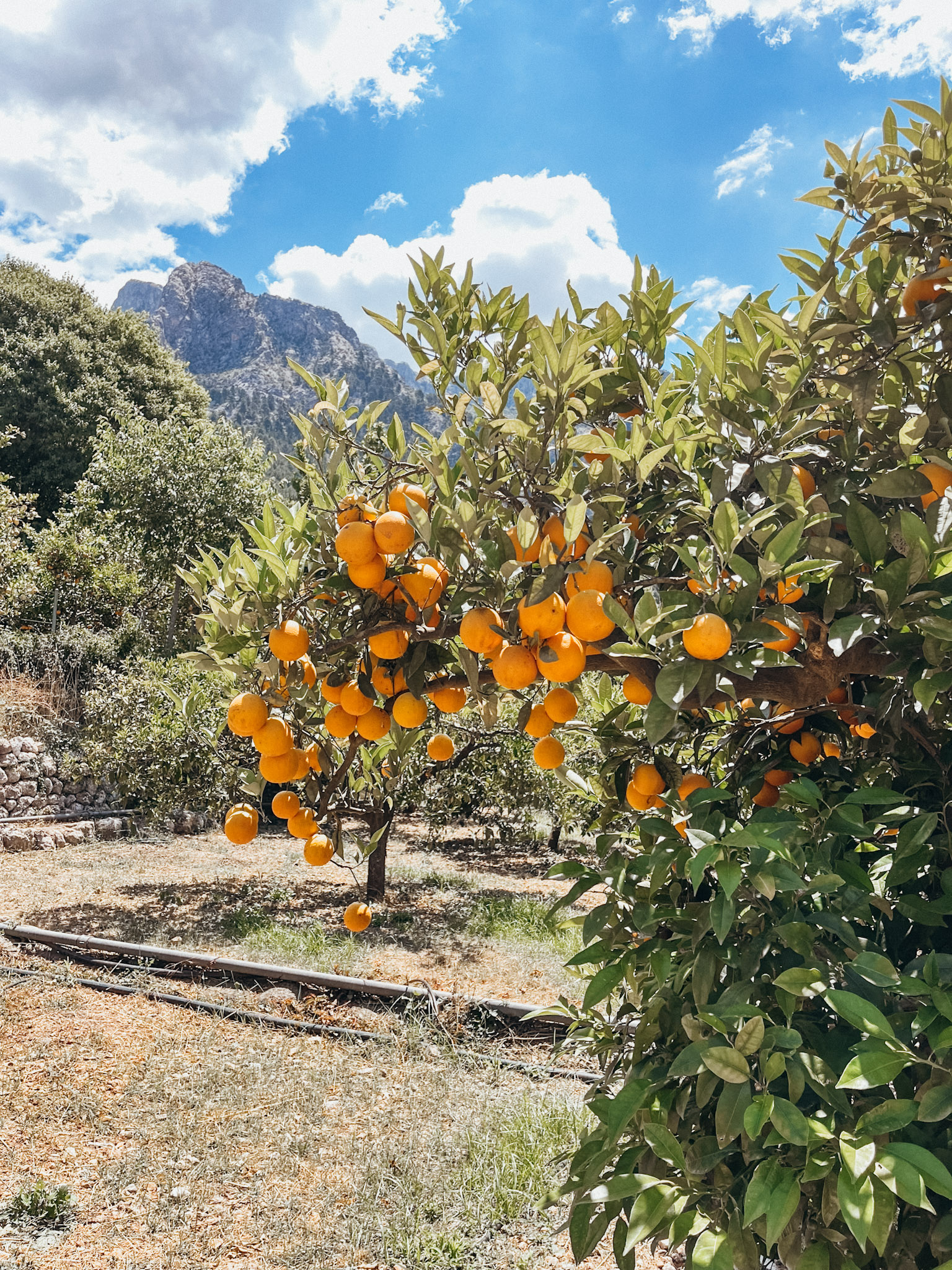 Close up image of oranges on a tree in Sóller Mallorca at Ecovinyassa Citrus Farm