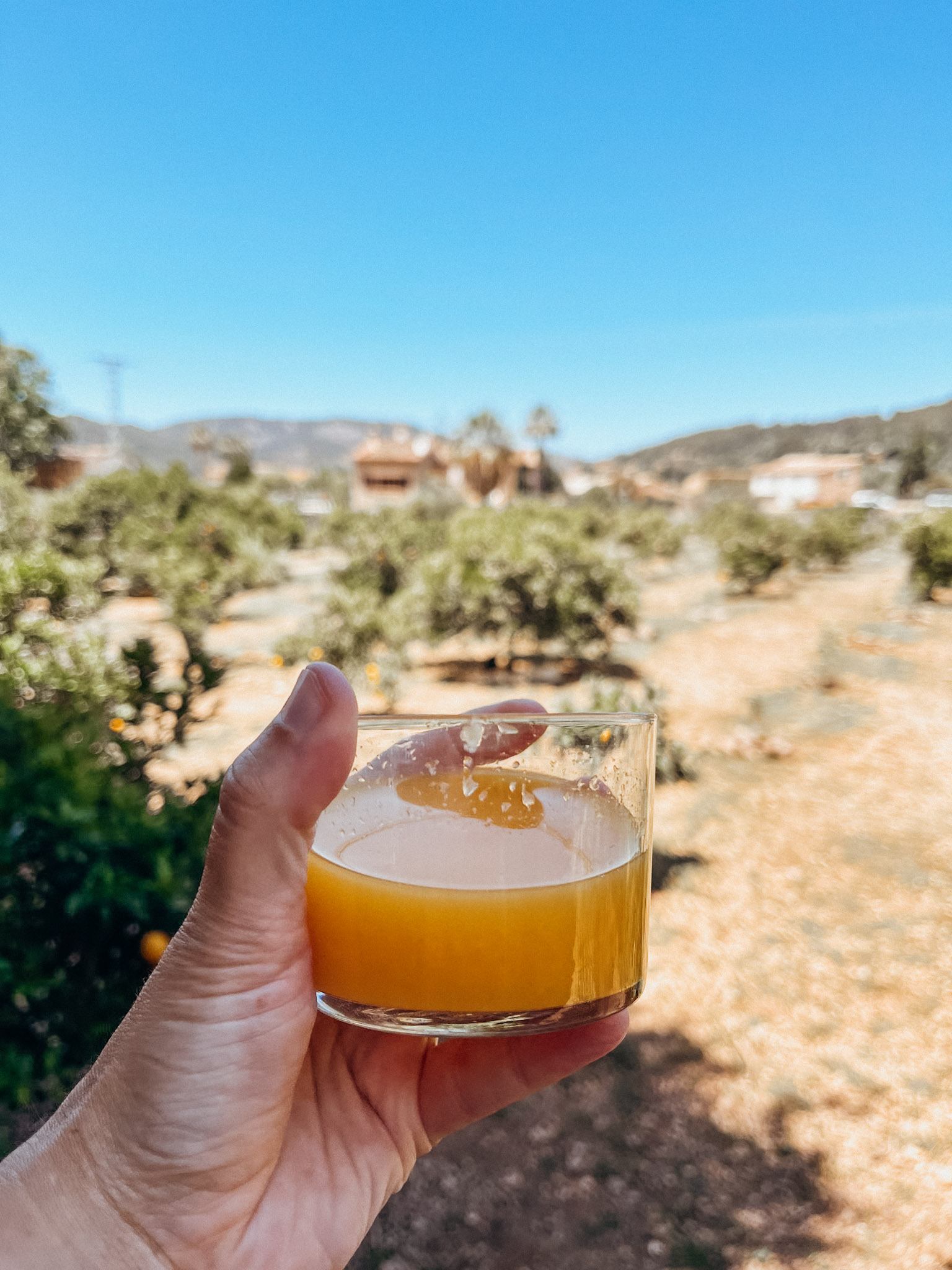 A hand holds a small glass of orange juice in front of orange trees at in Soller Mallorca
