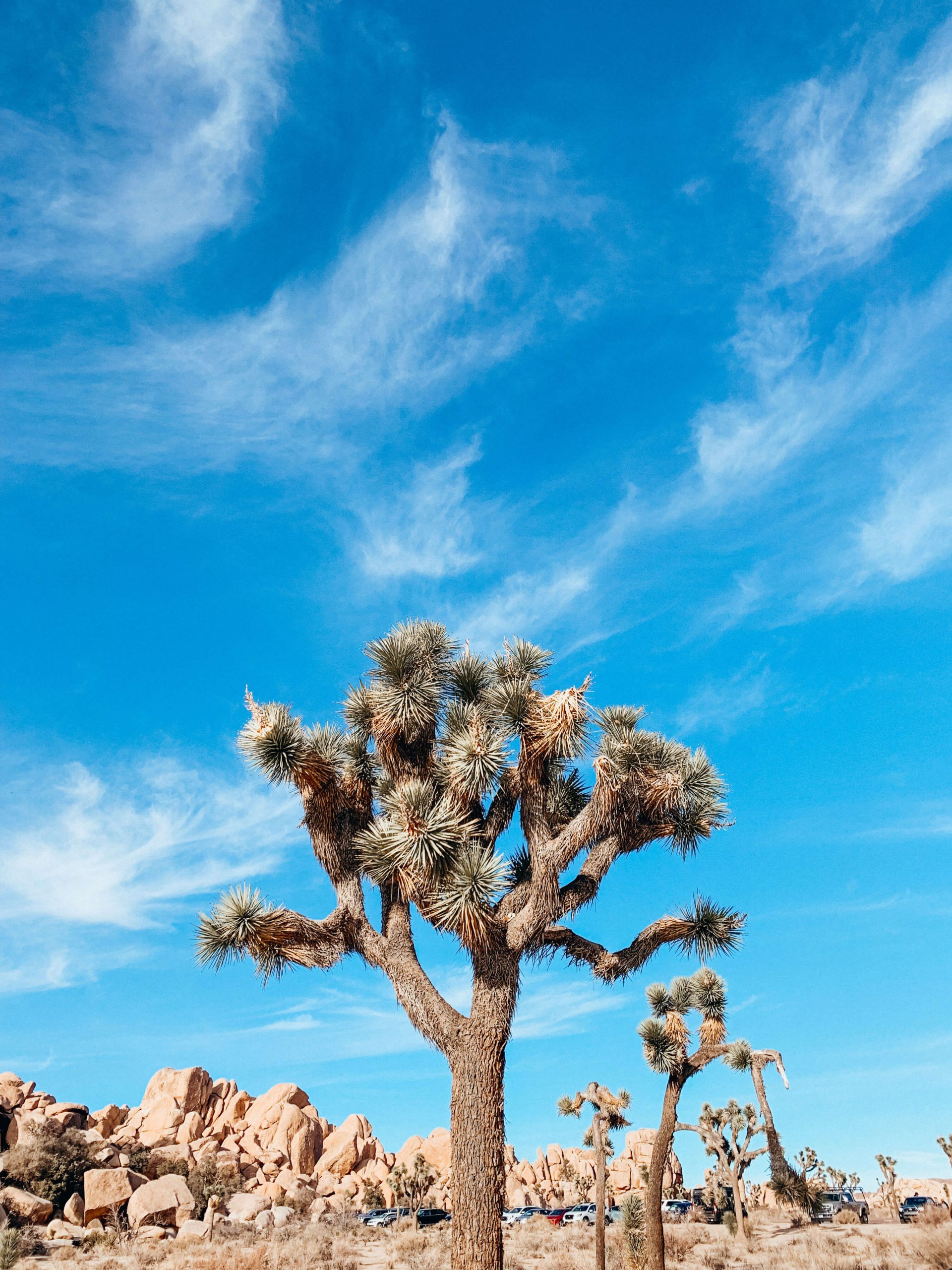 Large Joshua Tree in Joshua Tree National park in the winter with blue skies and boulders in the background