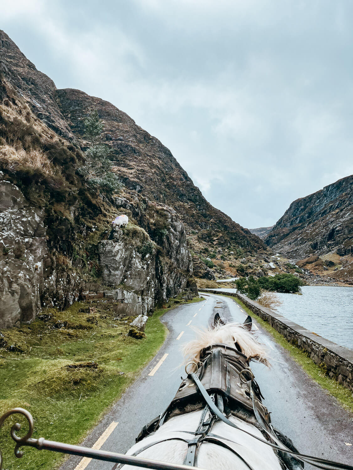 View of a horse walking down a narrow road lined by mountains and a lake in the Gap of Dunloe Ireland