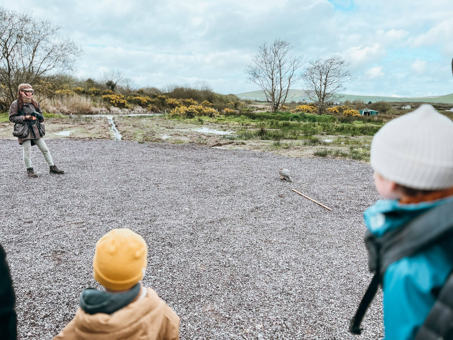 Two children look onto woman working with a hawk at Kingdom Falconry in Dingle Ireland
