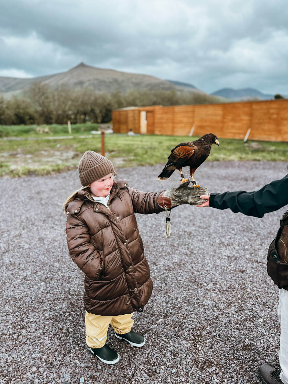 Young girl in coat holds a hawk on her gloved hand at Kingdom Falconry in Dingle Ireland