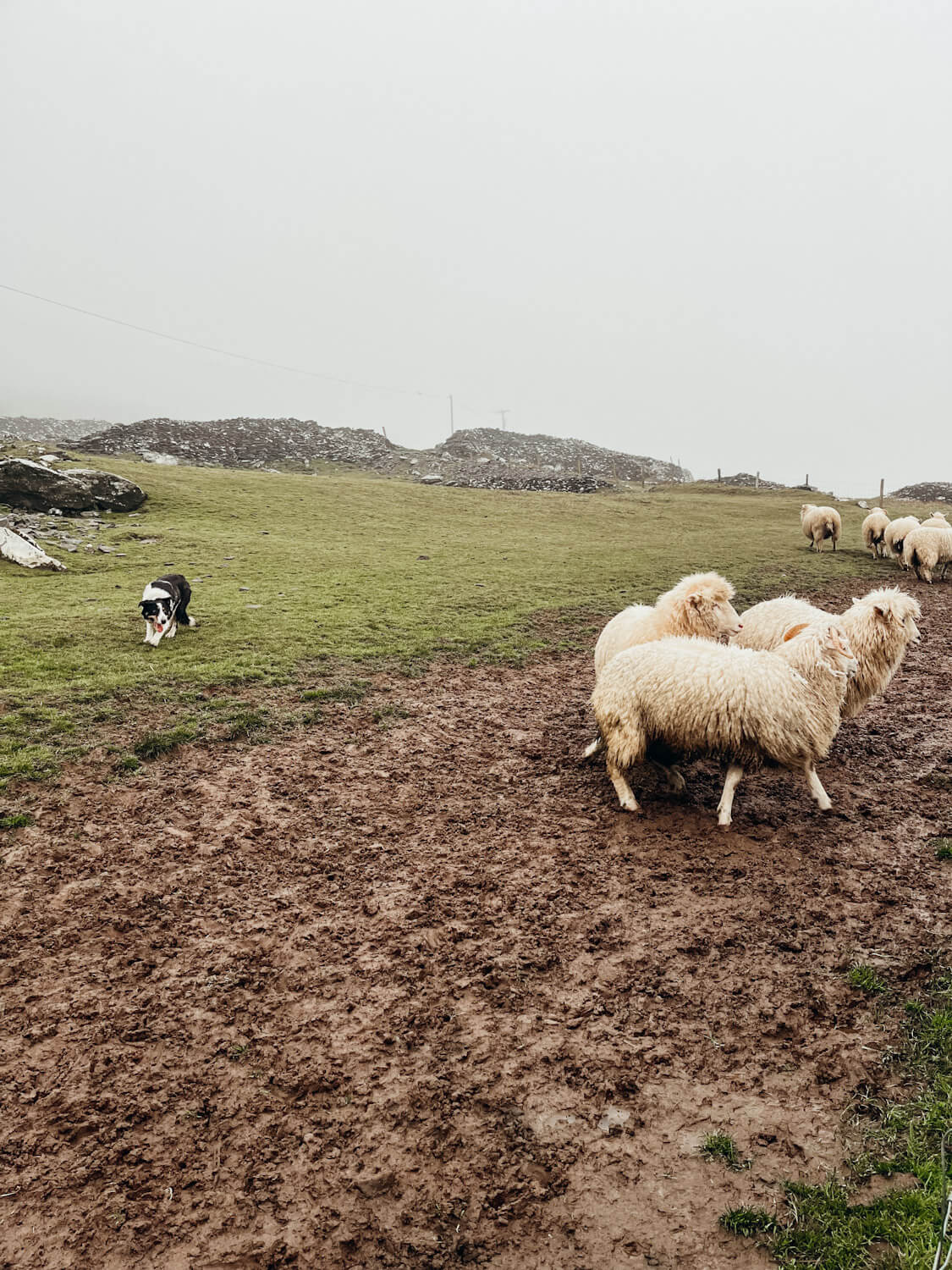 Sheepdog herds sheep on a green hillside in Dingle with kids