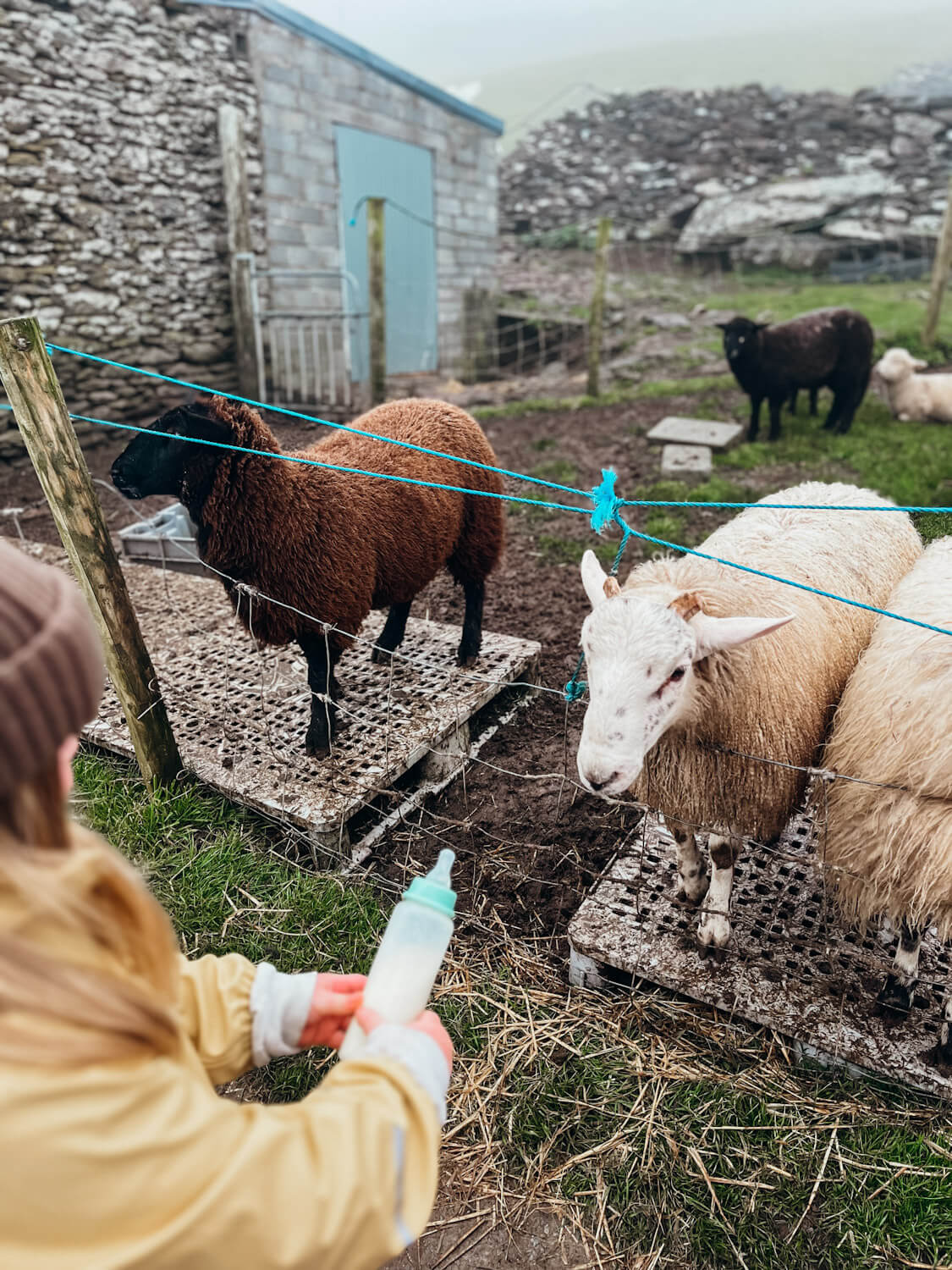Young girl feeds a sheep with a bottle of milk in Dingle Ireland with kids