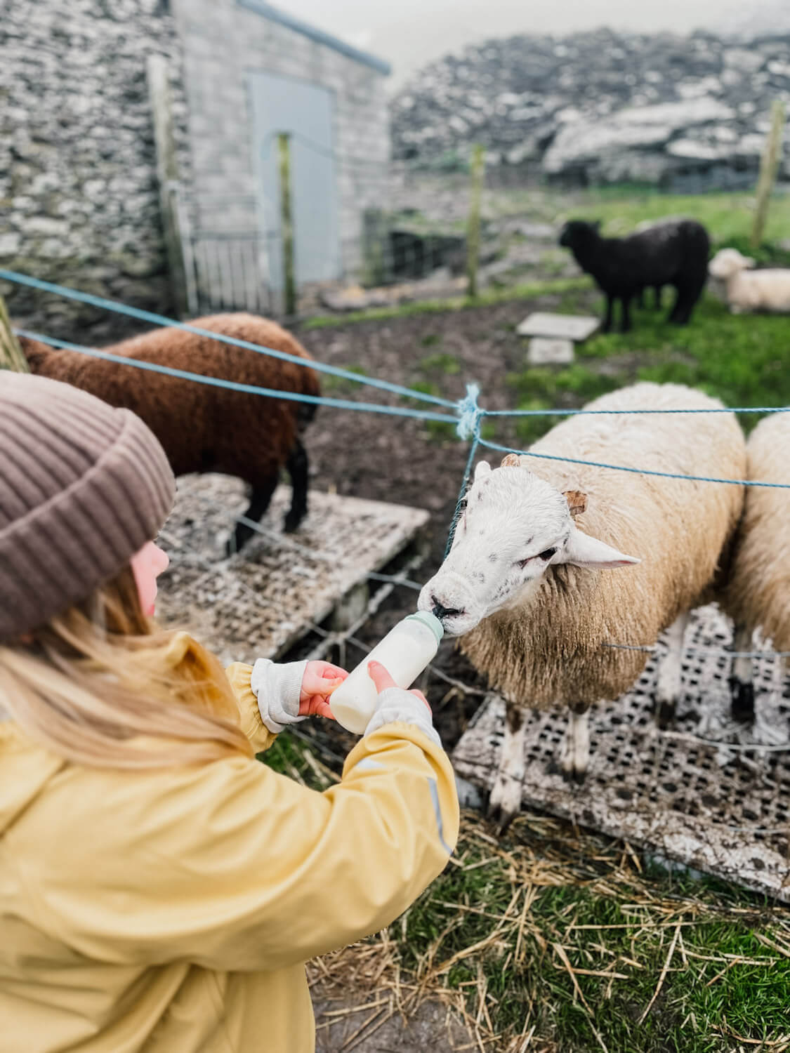 Child feeds a lamb with a bottle of milk on the Dingle Peninsula with kids