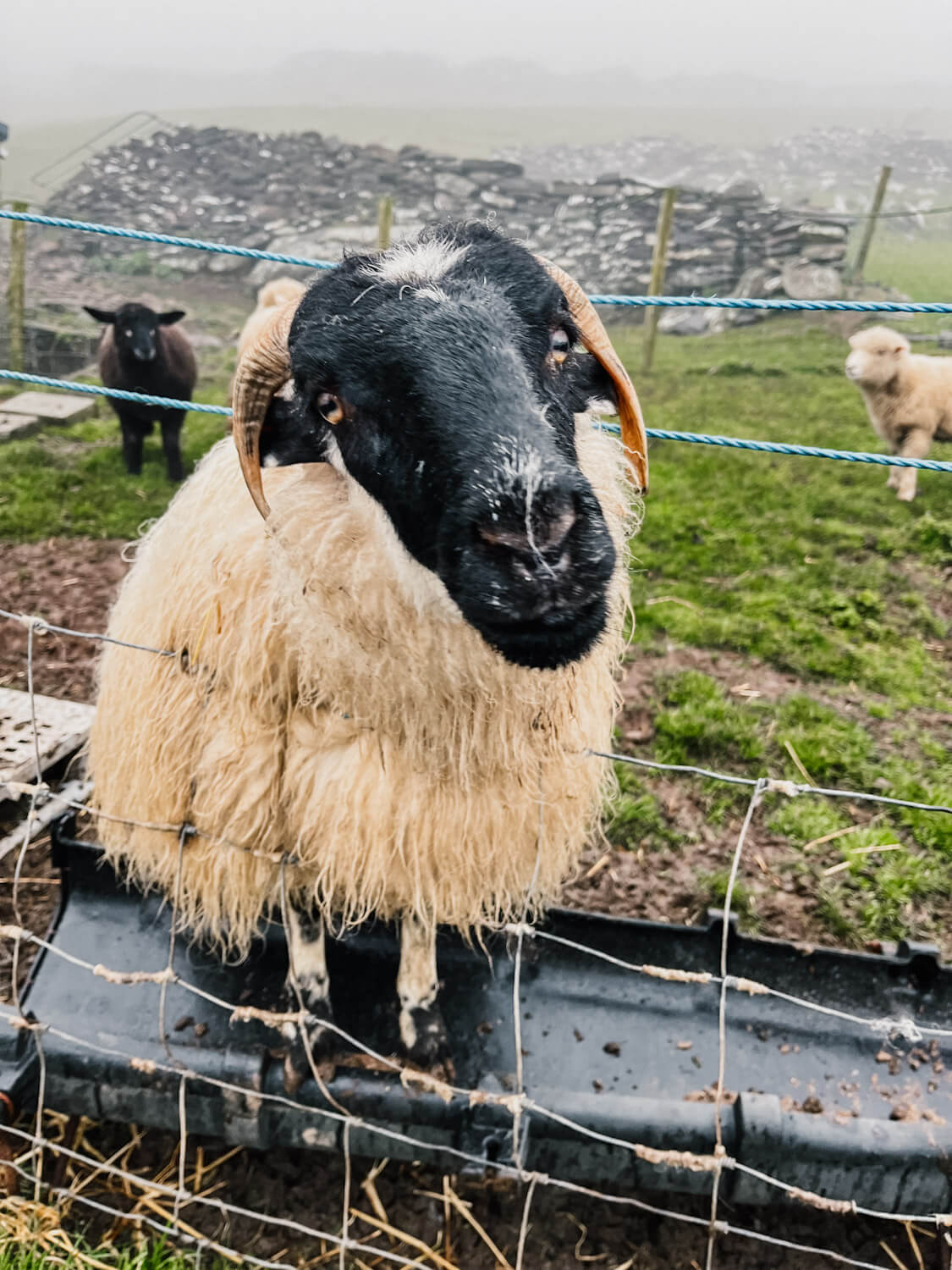 Close up image of a sheep poking its head through a fence on the Dingle Peninsula